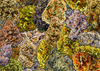 Collection De Chronic | 1,000 Piece Jigsaw Puzzle for Adults