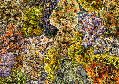Banner image of the Collection De Chronic 1000-piece jigsaw puzzle for adults.